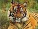 tiger_002